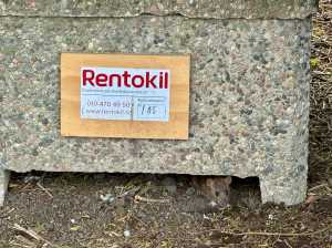 Råtta under råttfälla