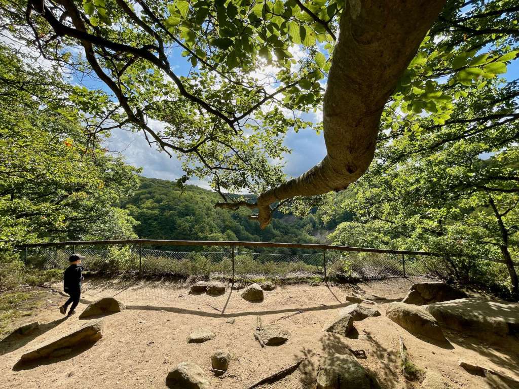 En utsiktsplats vid Kopparhatten i Söderåsens nationalpark med en stor gren som hänger ner. En person i svart kläder går på stigen bland träd och stenar, omgiven av grönskande natur.