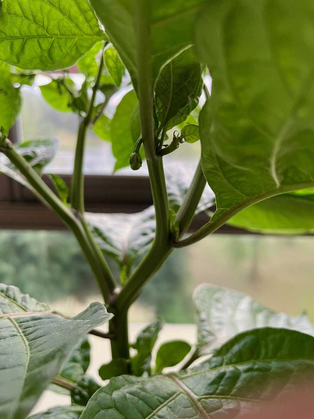 Äntligen chili på&nbsp;gång