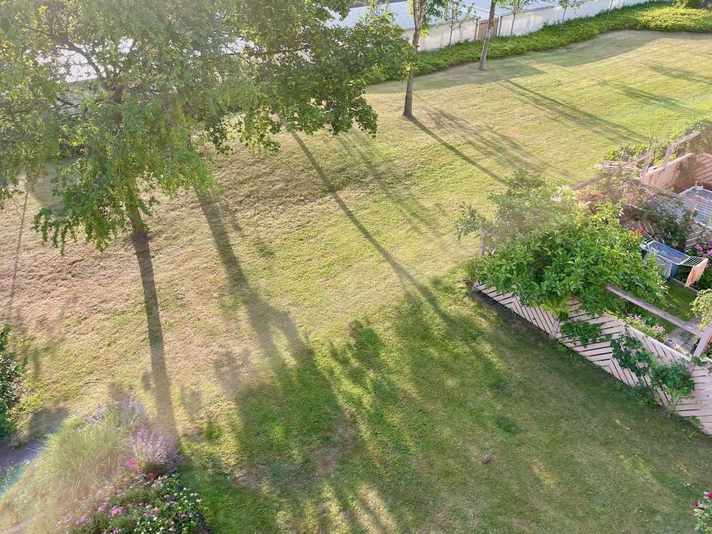 På väg mot gul&nbsp;gräsmatta