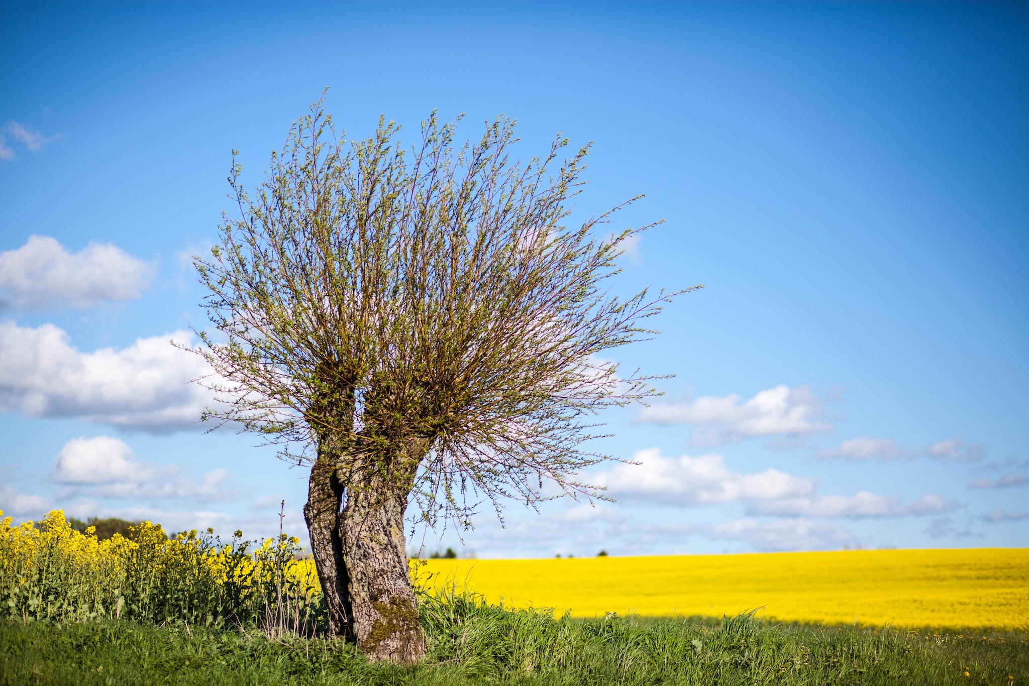 Tio anledningar att bo i Skåne