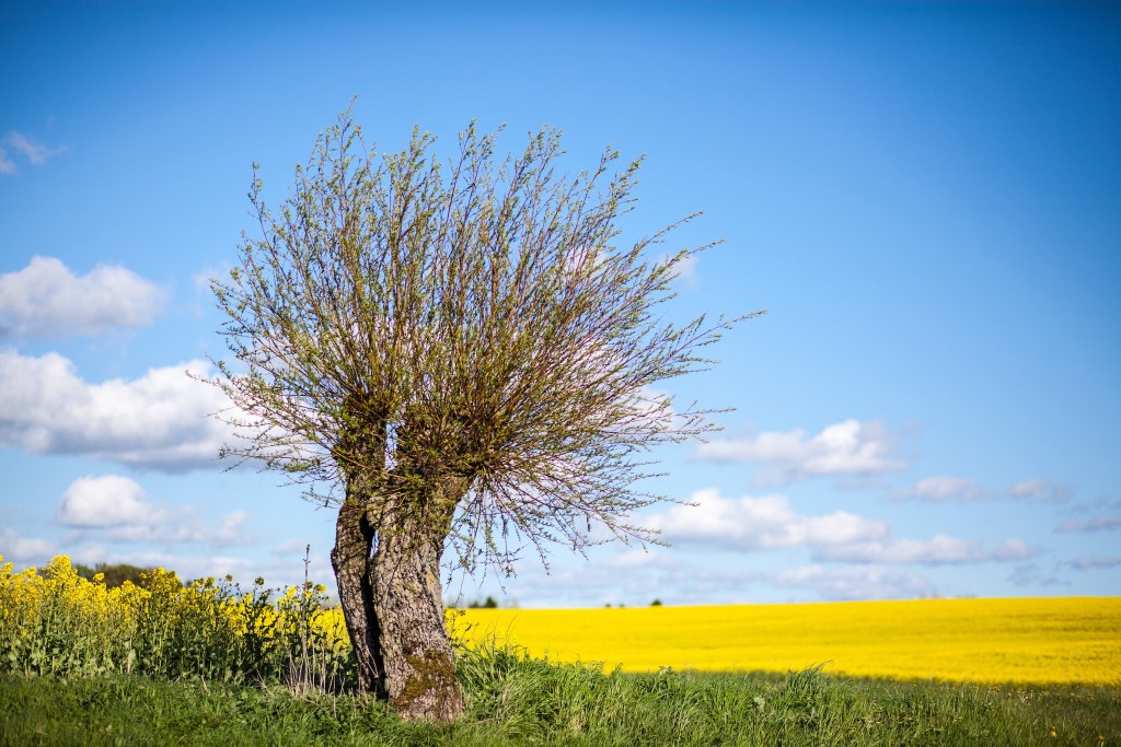 Tio anledningar att bo i&nbsp;Skåne